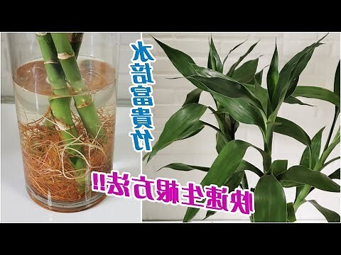 富貴竹 水培